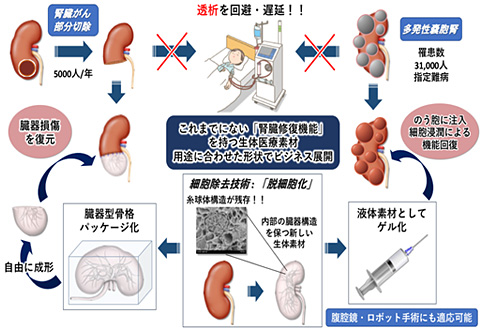 MatriSurge 株式会社 世界初の臓器復元機能による手術後合併症の軽減と透析患者減少をもたらす新素材